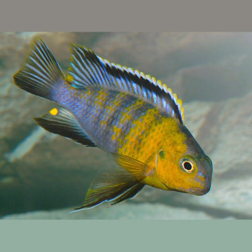 Pseudotropheus Tropheops-Macrophtalmus Red Cheeck Le Couple 8-10 Cm