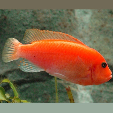 Maylandia estherae - Pseudotropheus Zebra Rouges 5-7cm