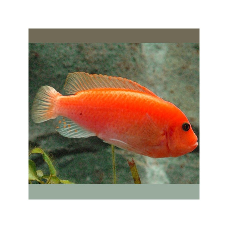 Maylandia estherae - Pseudotropheus Zebra Rouges 5-7cm