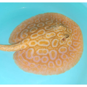 Potamotrygon sp pearl albinos 15-17 cm mâle