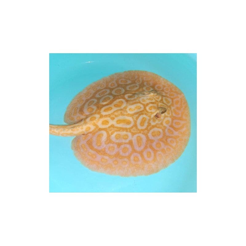 Potamotrygon sp pearl albinos 15-17 cm mâle