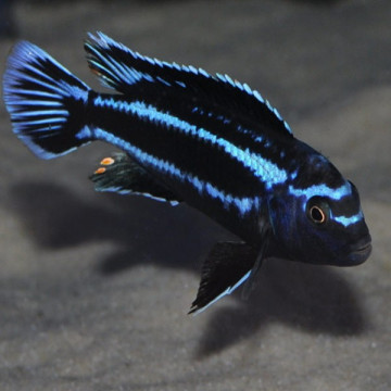 Pseudotropheus johannii - Melanochromis johannii 5-6cm