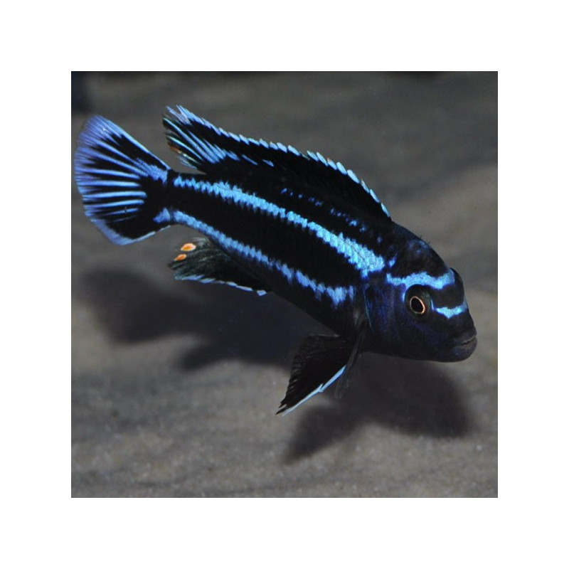 Melanochromis johannii 7-9cm le couple 22,50 €