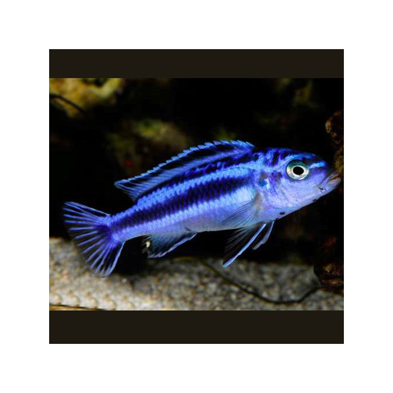 Melanochromis Maingano - cyaneorhabdos 4-5cm 7,50 €