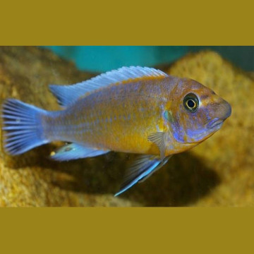 Labeotropheus trewavasae chilumba 12-14cm le couple 49,50 €