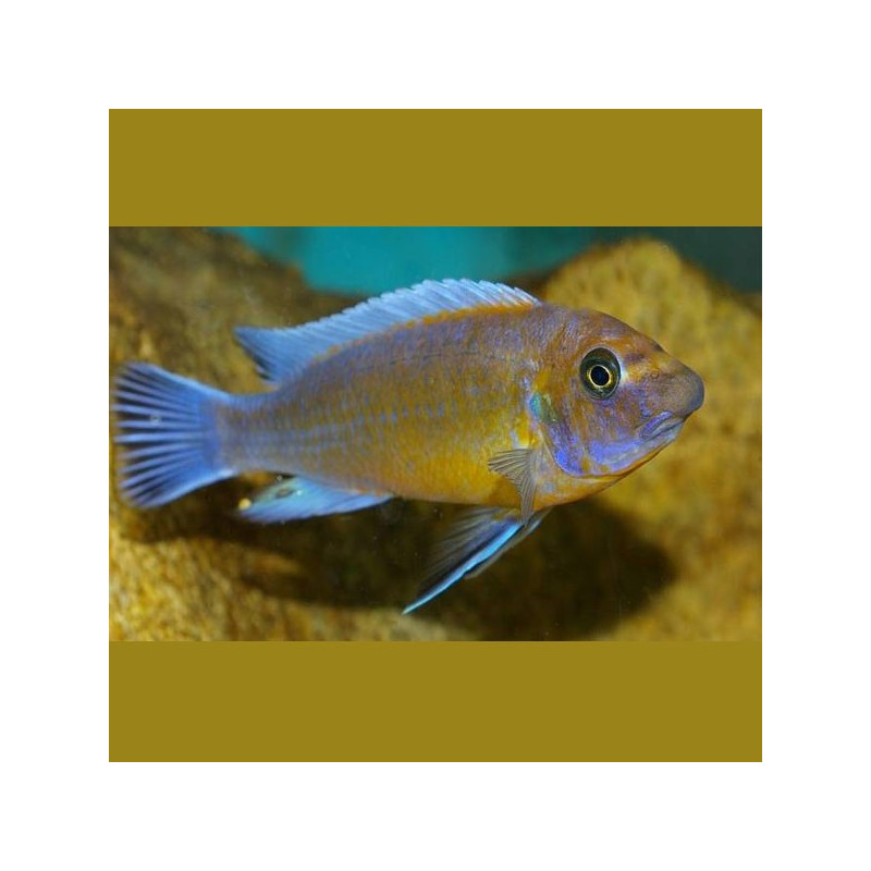 Labeotropheus trewavasae chilumba 12-14cm le couple 49,50 €