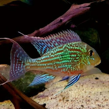 Geophagus sveni