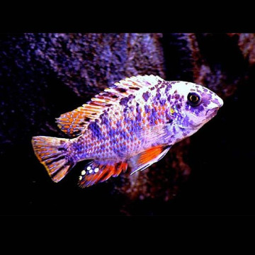 Labeotropheus Fuelleborni OB 6-8cm 9,50 €