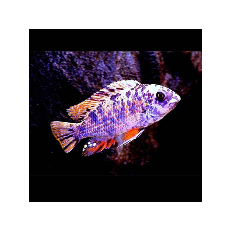 Labeotropheus Fuelleborni OB 6-8cm 9,50 €