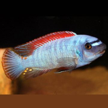 Labeotropheus Trewavasae 6-8cm 8,50 €