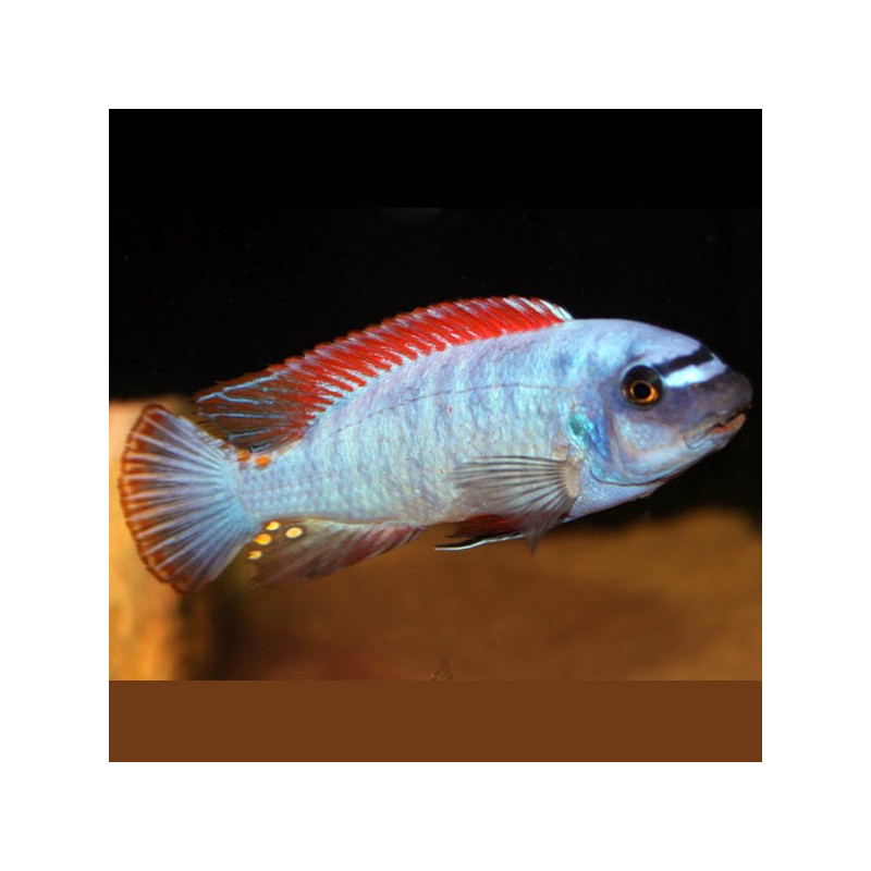 Labeotropheus Trewavasae 6-8cm 8,50 €