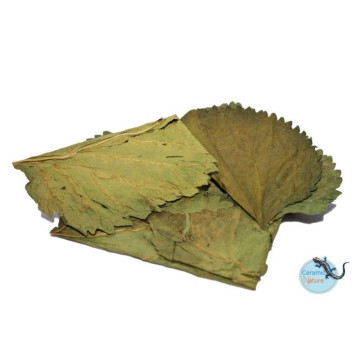 Nature products Mulberry 10x 8-15cm