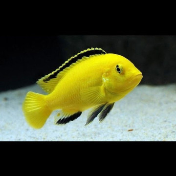 Labidochromis Caeruleus - Labido jaune 4-5cm lot de 4+1 offert 29€ ...