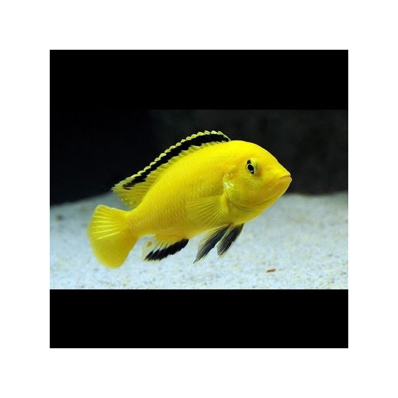 Labidochromis Caeruleus - Labido jaune 4-5cm lot de 4+1 offert 29€ ...