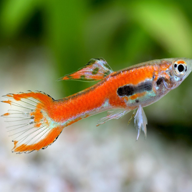 Guppy endler rouge lot de 5 mâles