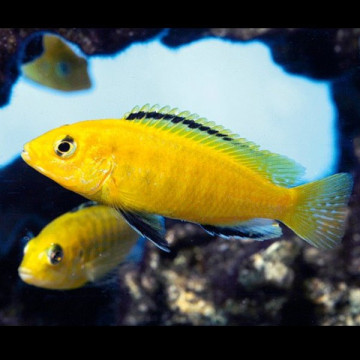 Labidochromis Caeruleus  8-10cm  lot de 2