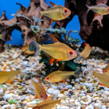 Hyphessobrycon pulchripinnis bolivian sp orange lot de 5