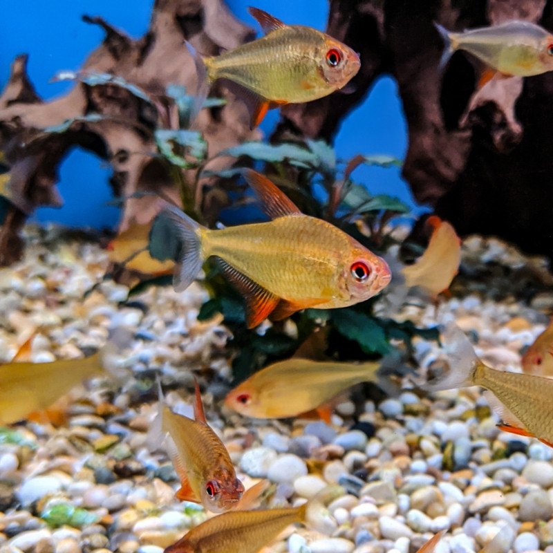 Hyphessobrycon pulchripinnis bolivian sp orange lot de 5