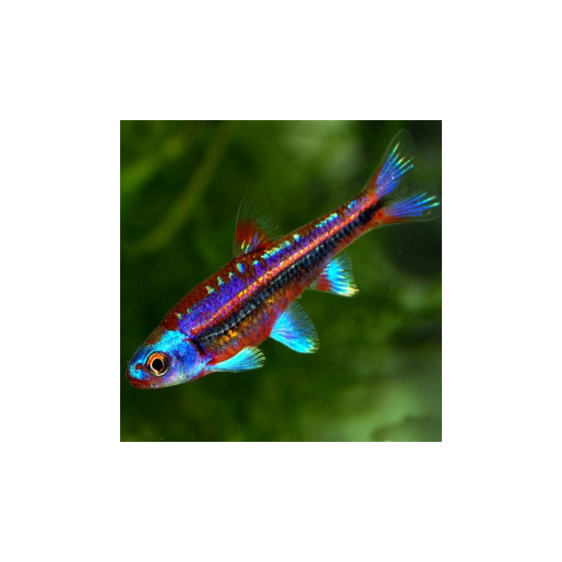 Notropis Chrosomus XL lot de 2