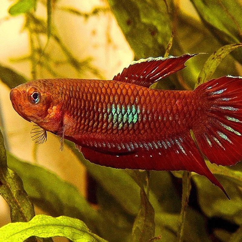 Betta coccina lot de 2