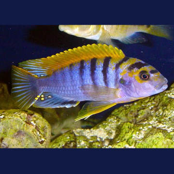 Labidochromis Hongi super red top 8-10 cm le couple