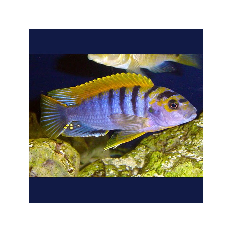 Labidochromis Hongi super red top 8-10cm le couple 27,50 €