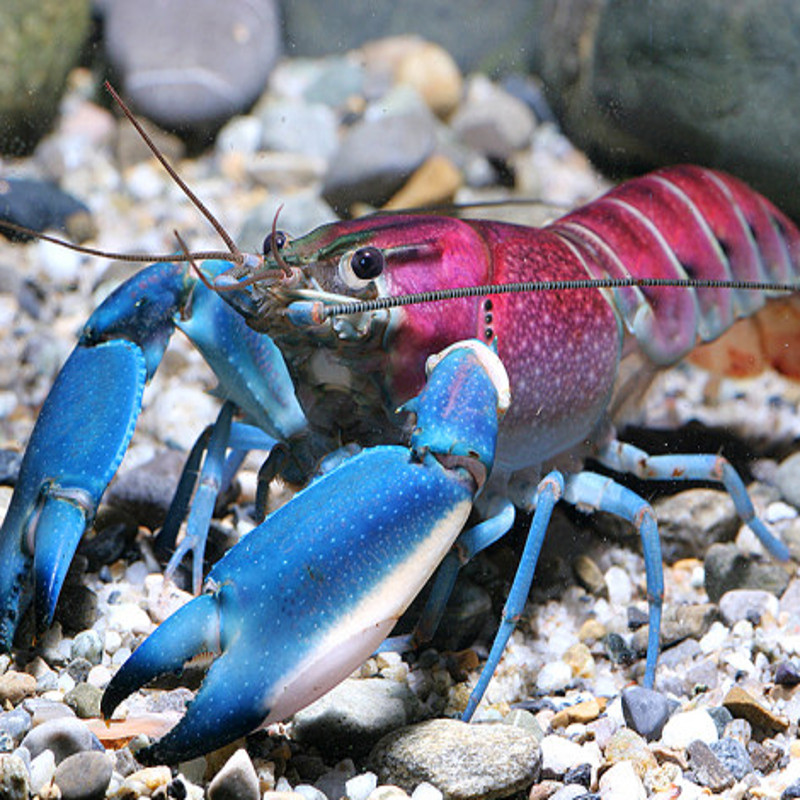 Cherax HOA CREEK