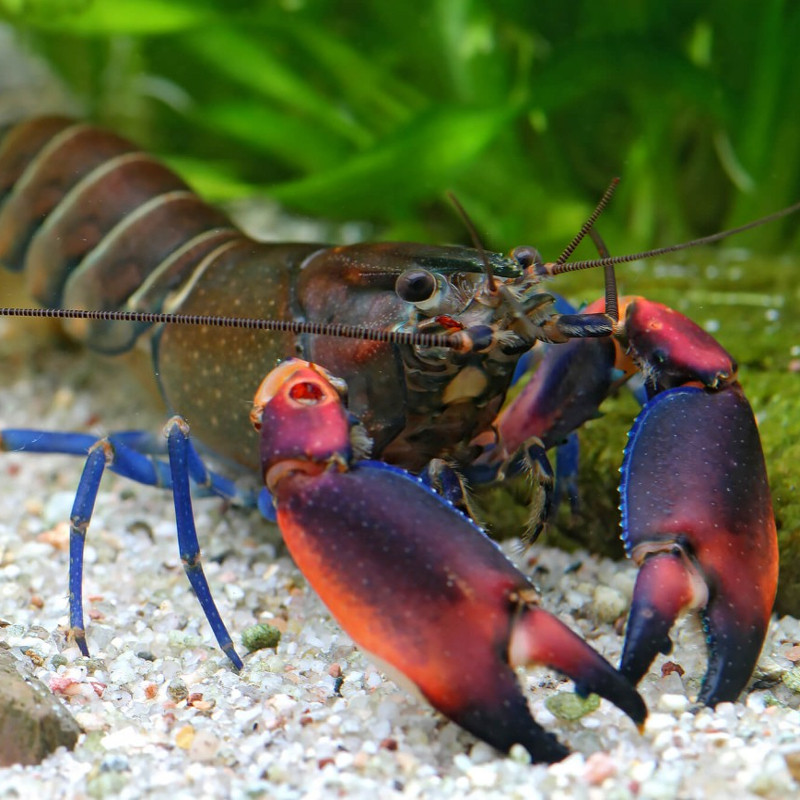 CHERAX KAMBUA CREEK