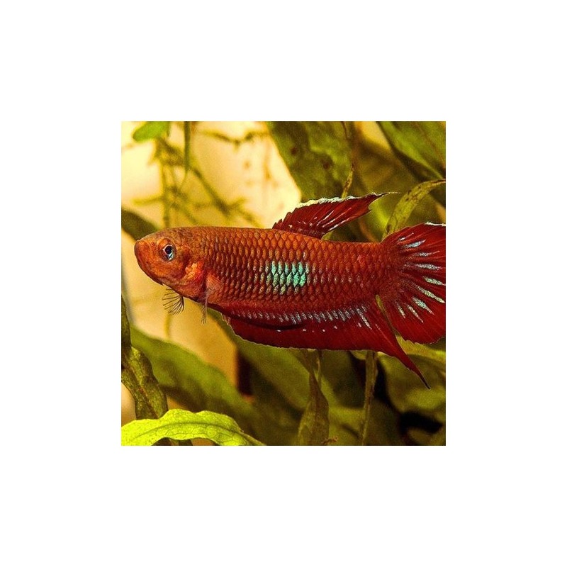 Betta coccina lot de 5