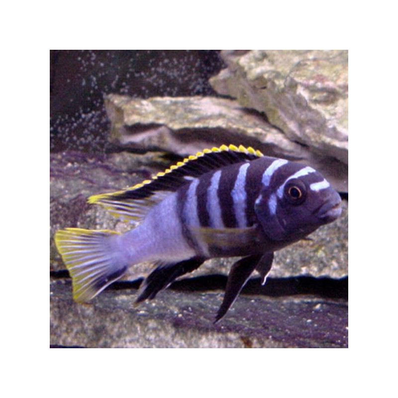 Labidochromis RedTop Mbamba Bay 5-6 cm 8,50 €