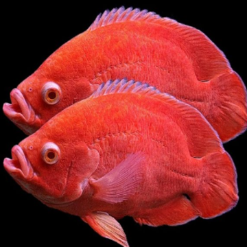 Astronotus Ocellatus Red Mosaïque 7-8 cm 29,90 €