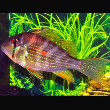 Acarichthys heckelli - Acara de Heckel 5-6cm lot de 2 