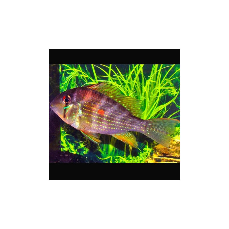 Acarichthys heckelli - Acara de Heckel 5-6cm lot de 2 