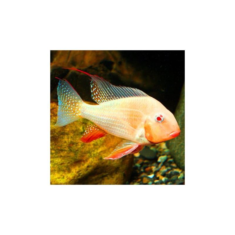 Acarichthys Heckelii - Acara de Heckel albinos 5-6 cm