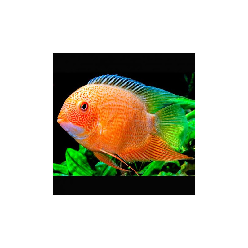 Heros severum red spotted 5-6  cm-Superbe lot de 2