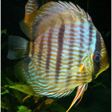 Discus sauvage Heckel