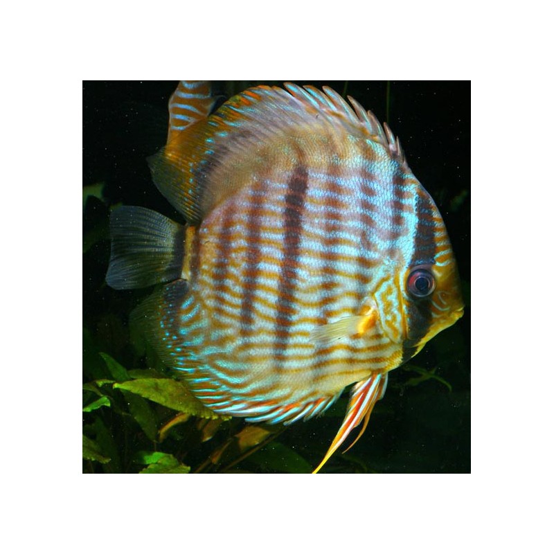 Discus sauvage Heckel 12cm 127,50 €