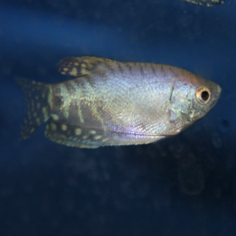 Trichopodus trichopterus blanc - Gourami blanc 6-7 cm   lot de 2