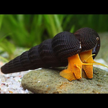 Escargot lièvre jaune/orange-Tylomelania sp 4-5 cm 