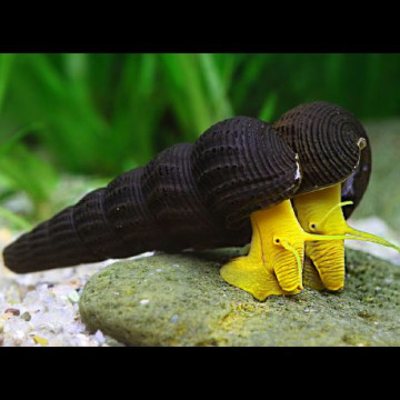 Escargot lièvre jaune/blanc-Tylomelania sp 4-5 cm