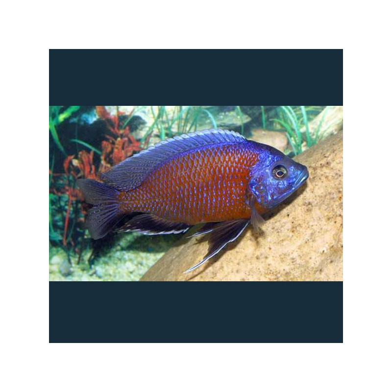 Copadichromis Borleyi Kadango Red le couple 10-12 cm  49,50 €