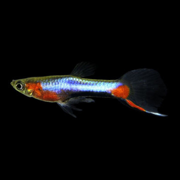 Guppy endler blue star lot de 3 couples