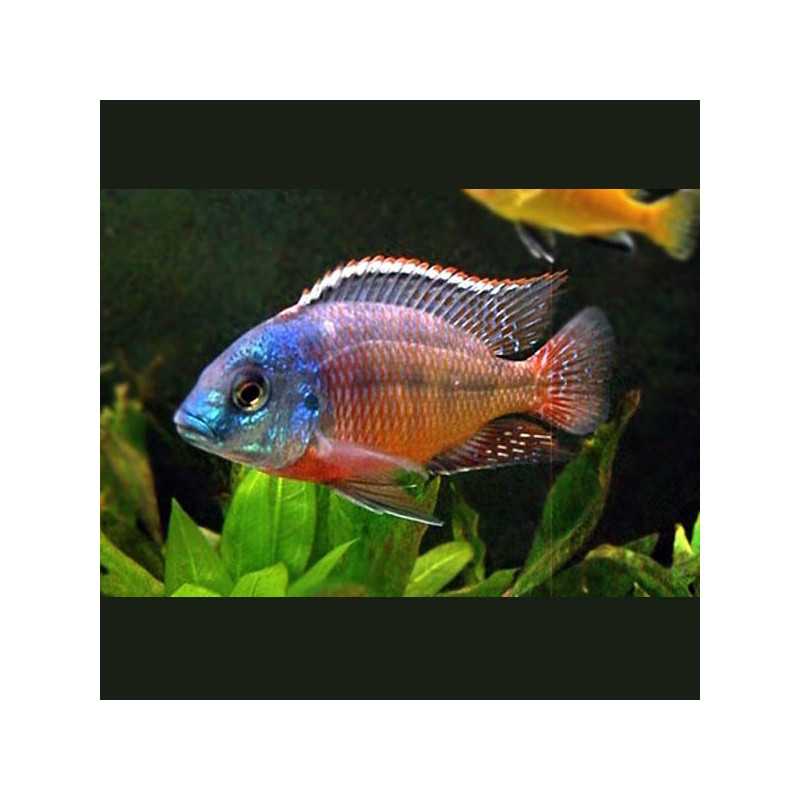 Protomelas taeniolatus boadzulu couple 10-12cm 49,50 €