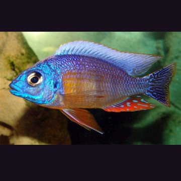 Protomelas sp. \\" Taiwan Reef \\" - Haplochromis Taiwan Reef le co...