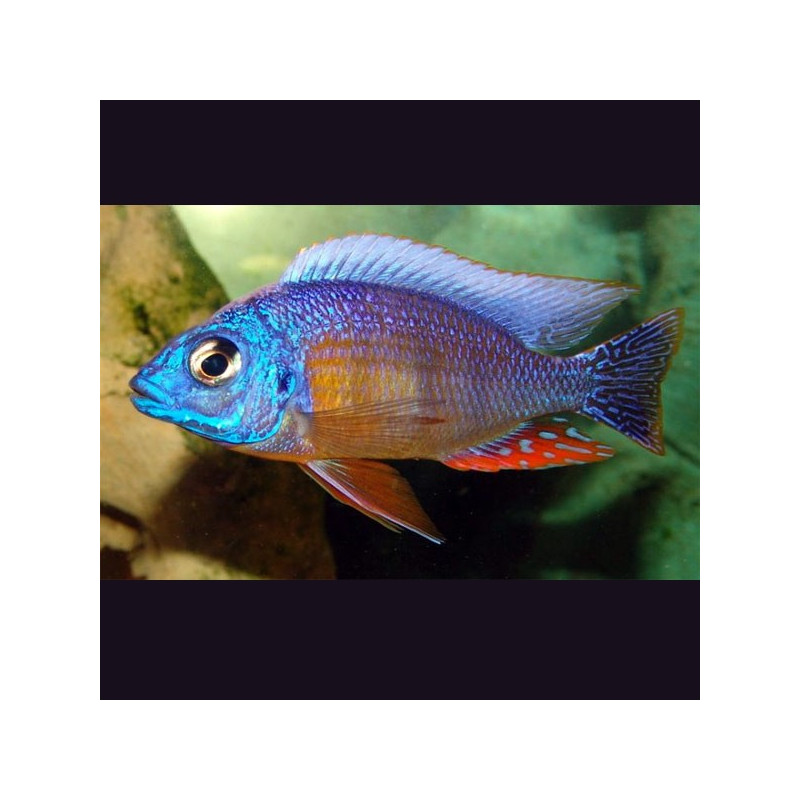 Protomelas sp. \\" Taiwan Reef \\" - Haplochromis Taiwan Reef le co...