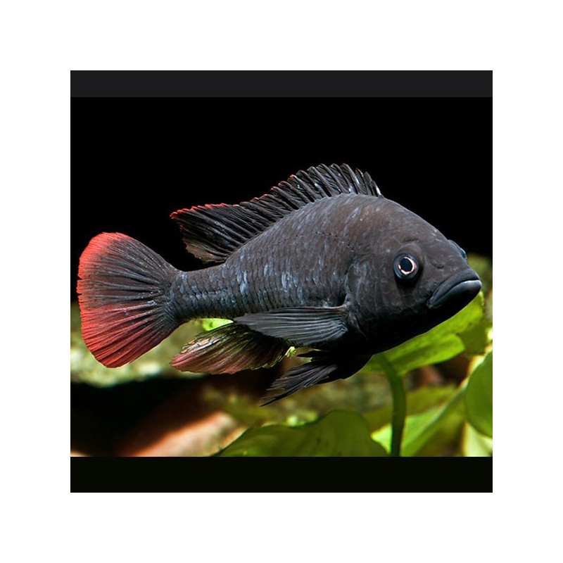  Haplochromis nubilus - Astatotilapia Nubila 4-6cm