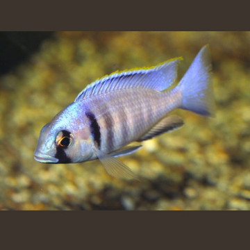 Placidochromis electra - Cyrtocara Electra le couple 10-12 cm