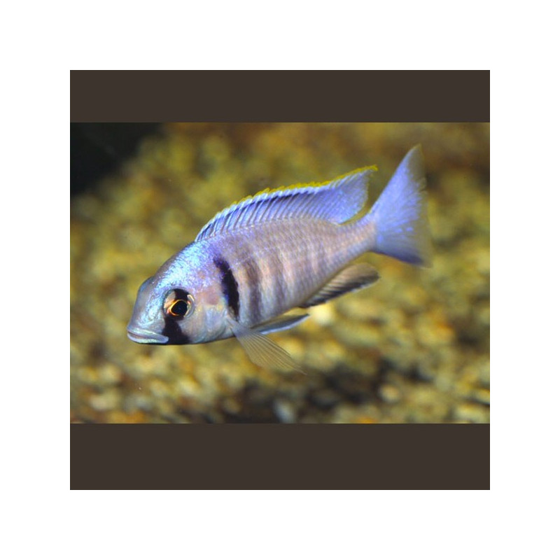 Placidochromis electra - Cyrtocara Electra le couple 10-12 cm 59,50 €