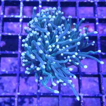 Bouture Euphyllia glabrescens vert à pointes blanches (1 polype)