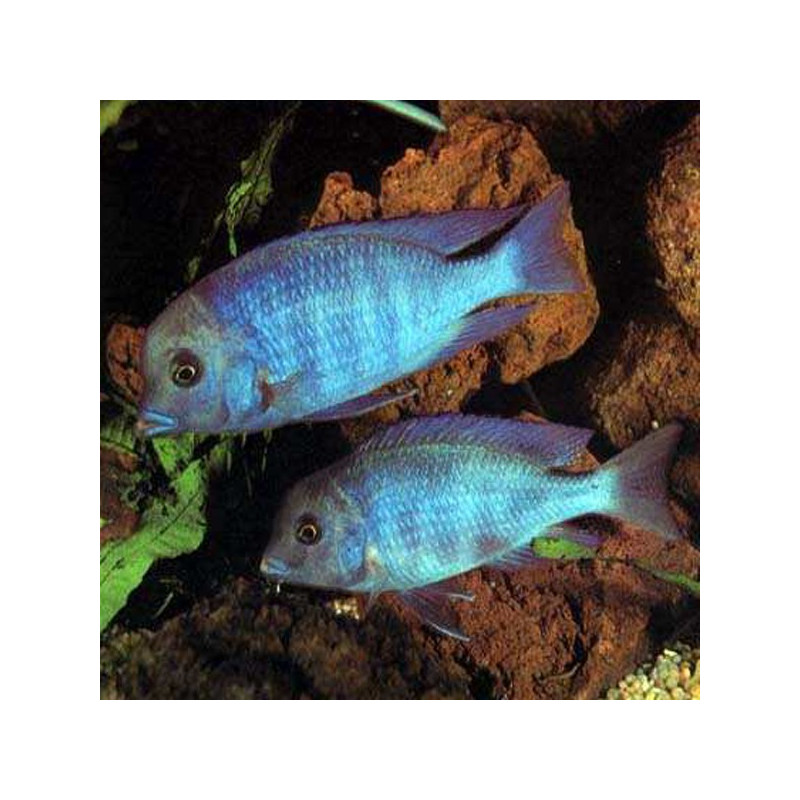 Cyrtocara Moorii le couple 10-12cm 59,50 €